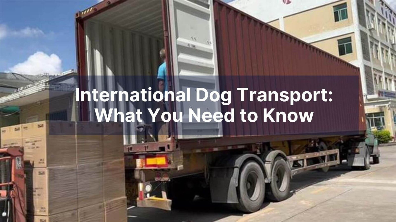International Dog Transport What You Need to Know