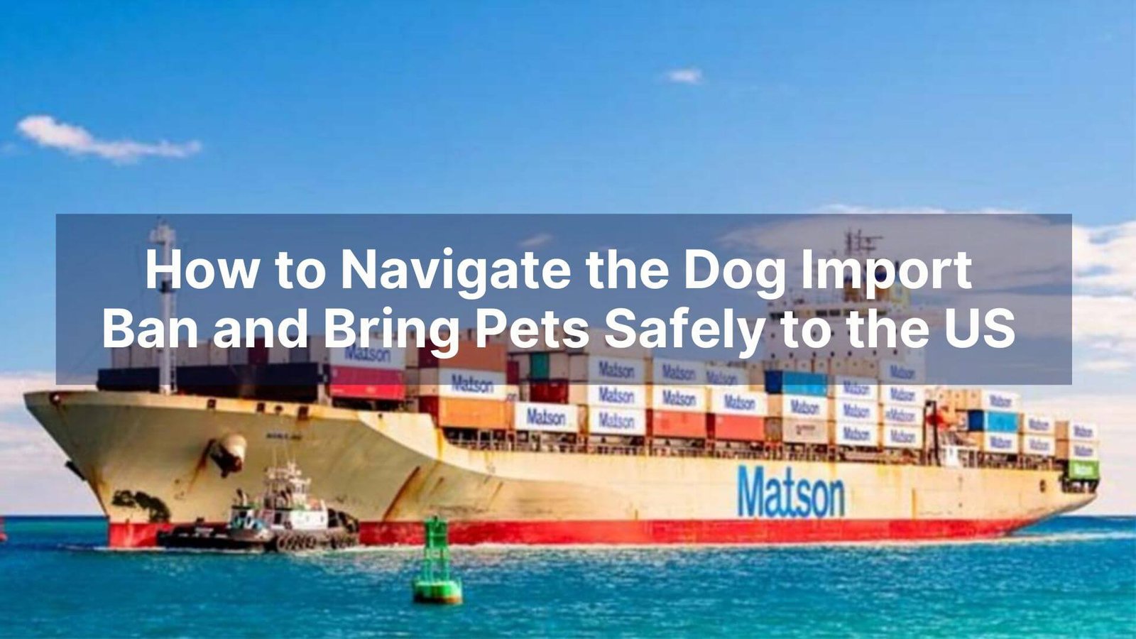 How to Navigate the Dog Import Ban and Bring Pets Safely to the US